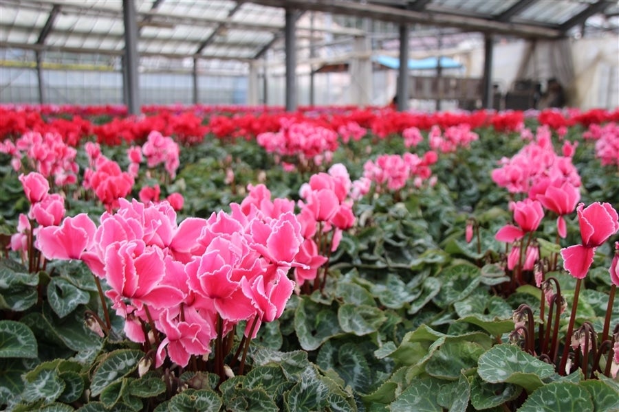 選べる15種】シクラメン 6号鉢: JA全農かながわ|【JAタウン】産地