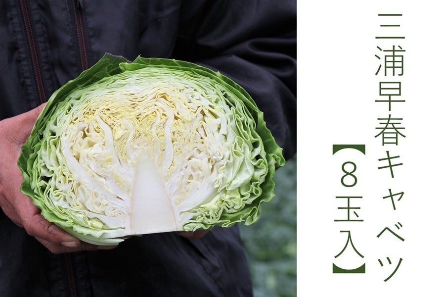 三浦早春キャベツ 【8玉入】: JA全農かながわ|【JAタウン】産地