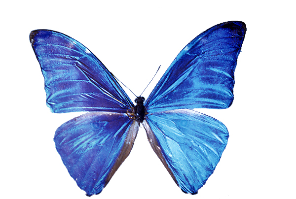 最終価格‼️エガー-モルフォチョウ♀ 標本ブルー型南米ブラジル産 美麗