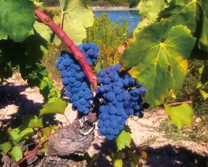 セラー カプサーネスの商品一覧 正規代理店FELICITY スペインワイン