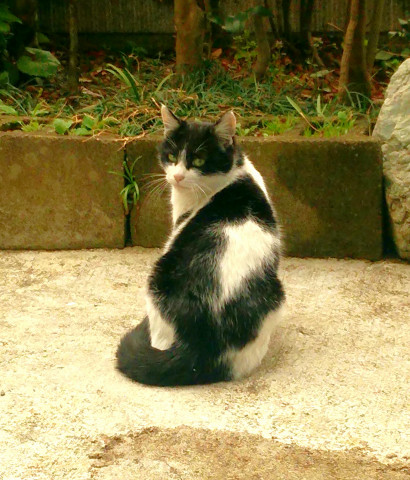 見返り美人 - ネコ写