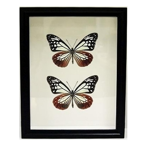 アサギマダラ／ペアセット , 蝶の標本 販売・通販のNatureShop