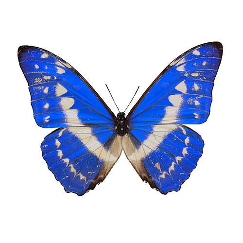 北海道産みやまからす揚羽 春型 未展翅 オス300頭 北海道産みやまから