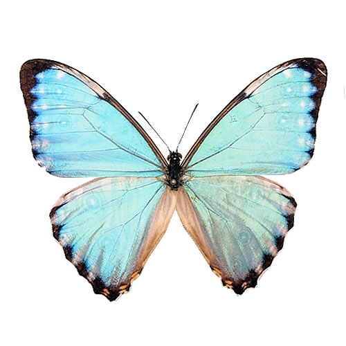 ポルティスモルフォ , 蝶の標本 販売・通販のNatureShop|モルフォや