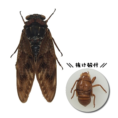 アブラゼミ(抜け殻付) , 昆虫標本 , 蝶の標本 販売・通販のNatureShop