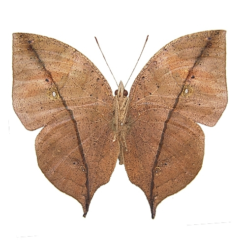 ムラサキコノハチョウ／裏展翅 , 蝶の標本 販売・通販のNatureShop