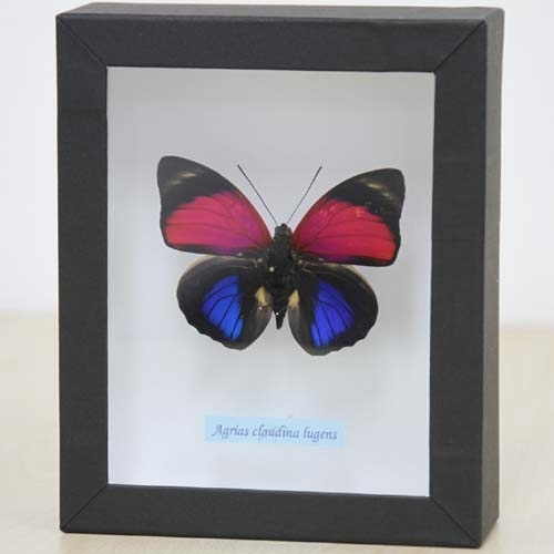 ルーゲンスミイロタテハ , タテハ蝶科標本 , 蝶の標本 販売・通販の