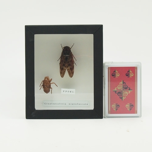 アブラゼミ(抜け殻付) , 昆虫標本 , 蝶の標本 販売・通販のNatureShop