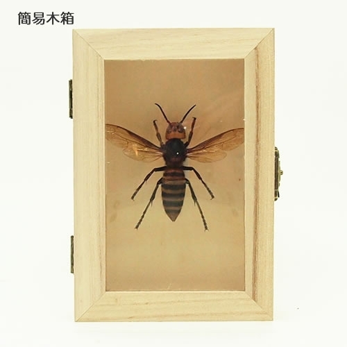 オオスズメバチ(女王蜂) , タグ「昆虫」 , 蝶の標本 販売・通販の