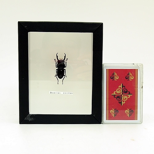 コクワガタ(小鍬形) , 昆虫標本 , 蝶の標本 販売・通販のNatureShop