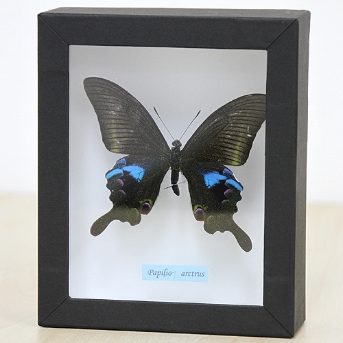 オオクジャクアゲハ , アゲハ蝶科標本 , 蝶の標本 販売・通販の
