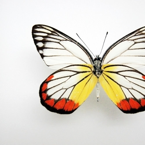 ベニモンシロチョウ , 蝶の標本 販売・通販のNatureShop|モルフォや