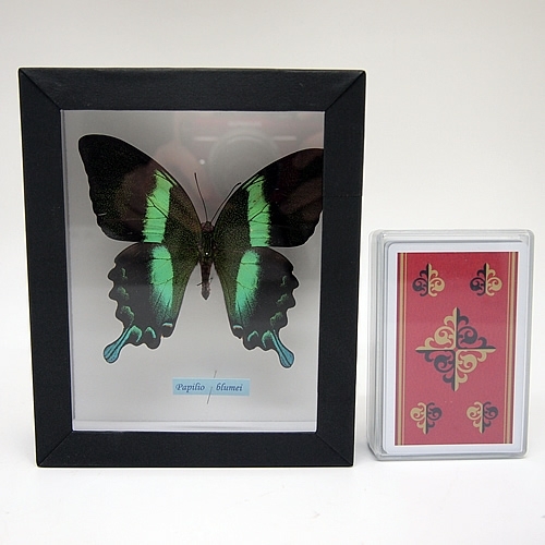 オオルリオビアゲハ , 蝶の標本 販売・通販のNatureShop|モルフォや