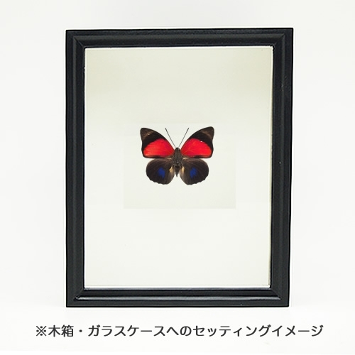 ルーゲンスミイロタテハ , 蝶の標本 販売・通販のNatureShop|モルフォ