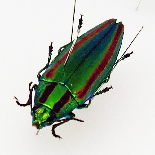 ヤマトタマムシ , タグ「昆虫」 , 蝶の標本 販売・通販のNatureShop