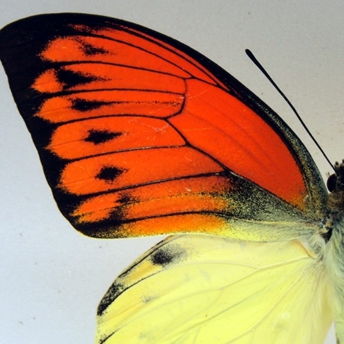 ヒイロツマベニ , 蝶の標本 販売・通販のNatureShop|モルフォや