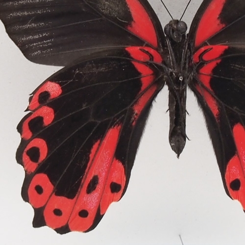 アカネアゲハ , タグ「black」 , 蝶の標本 販売・通販のNatureShop