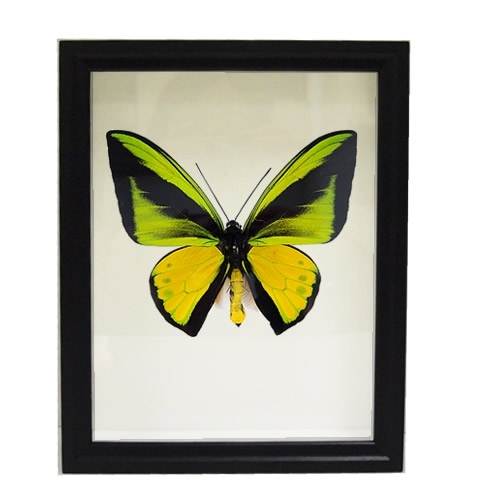 送料無料】ゴライアストリバネアゲハ , アゲハ蝶科標本 , 蝶の標本