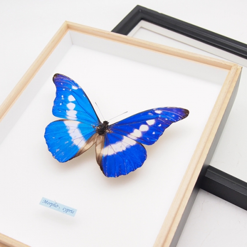 送料無料】ヘレナモルフォ , 蝶の標本 販売・通販のNatureShop