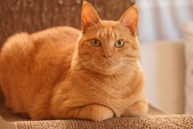 茶トラ猫の保険 | 性格や特徴、飼い方を解説！