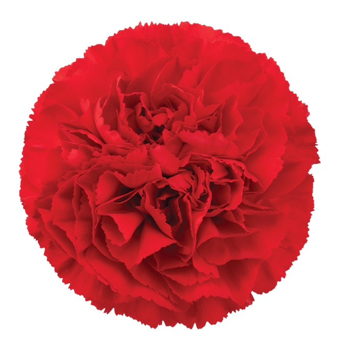 sel® ドンルイス DCS 16-2074 | カーネーション Cuttings