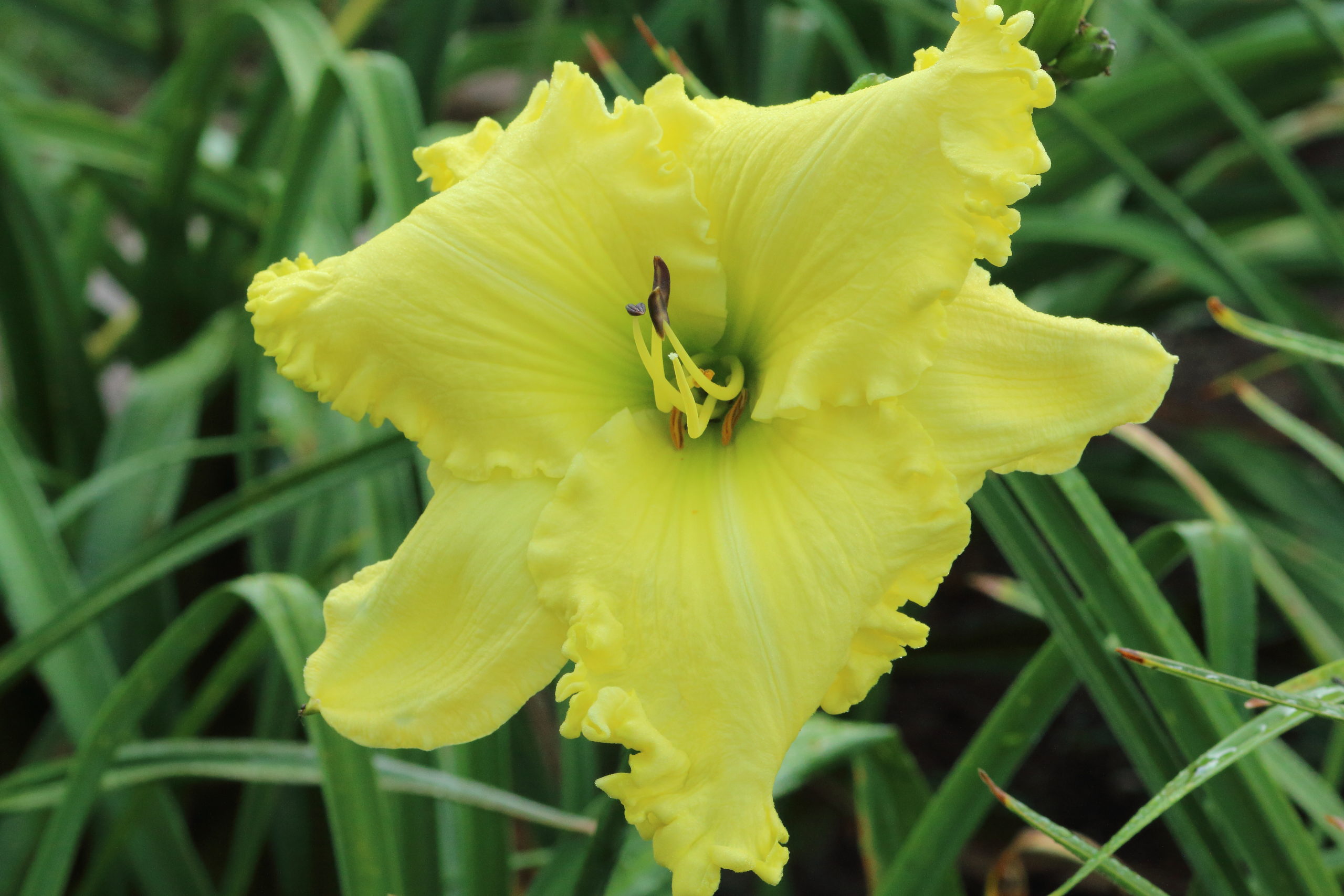 Big Yellow Doofus - Pinewood Gardens