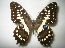 アゲハ蝶 標本 -アゲハ2-