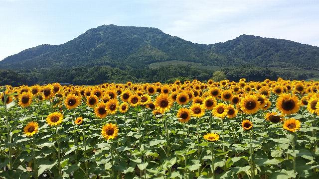 西蒲区のひまわりスポット「上堰潟公園」が見頃！ | 街ニュース | 新潟