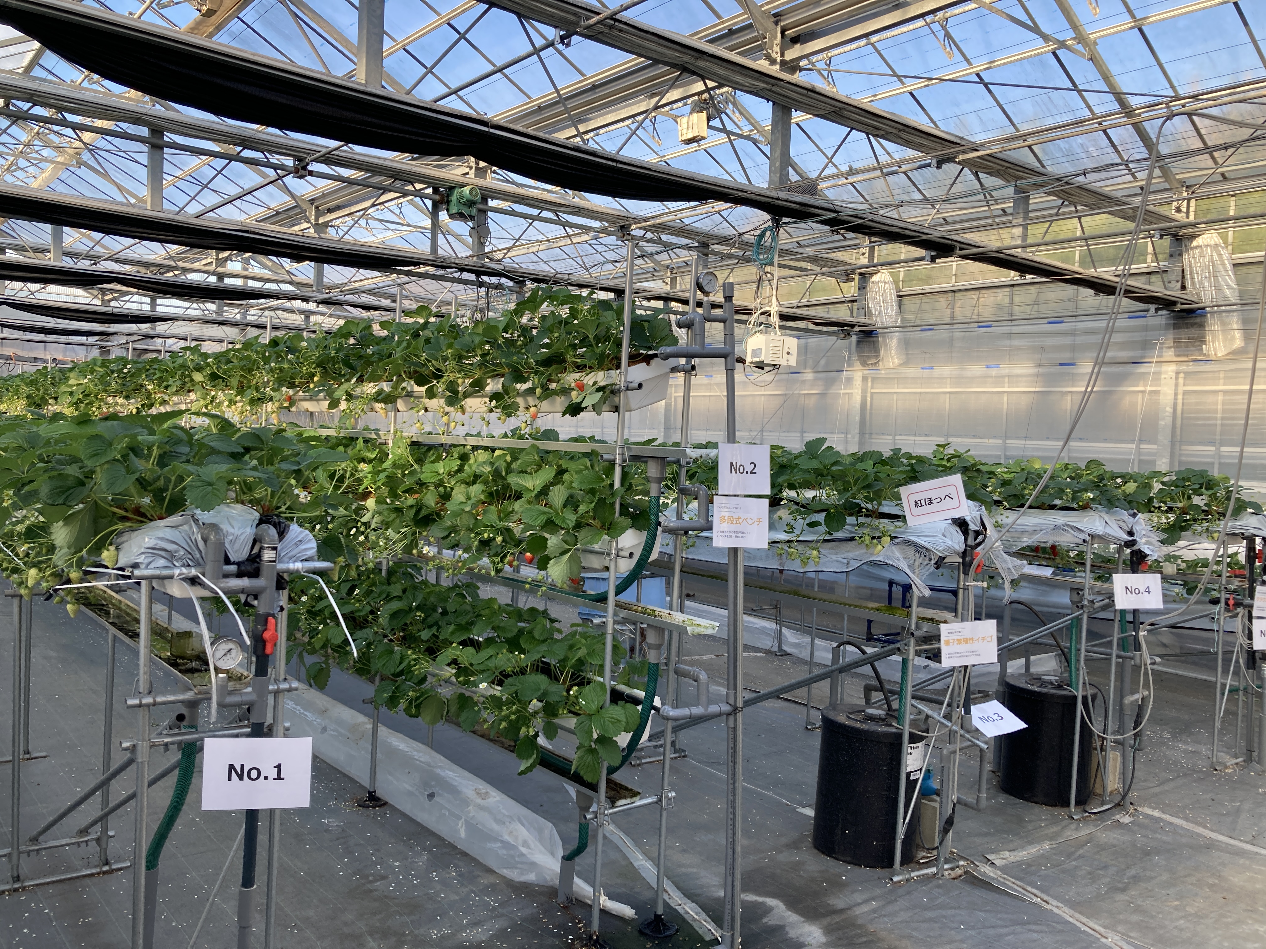 イチゴ栽培特集 | 特集 | トヨタネ株式会社。農業に関することなら