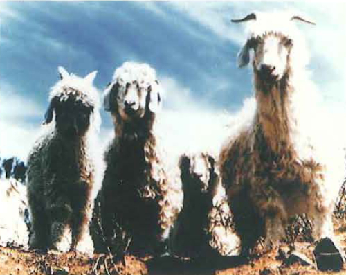 高級繊維 獣毛について | 東京都クリーニング生活衛生同業組合