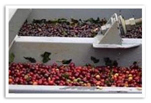 生豆限定】 ブラジル セラード 樹上完熟豆 晩秋摘み （生豆1kgパック）