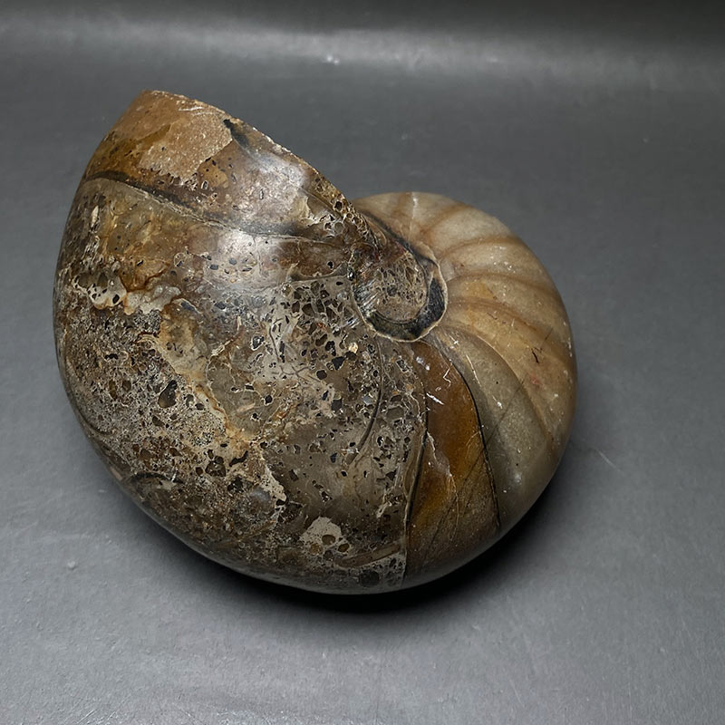 オウムガイ化石 iw241021a10k - 横浜中華街天宝堂本店