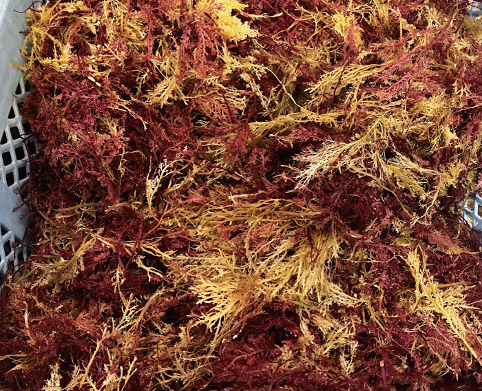 ところてん110g3パック入り（酢醤油付き）】ヤマコン食品