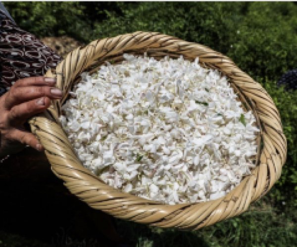 Treasure SouqジャスミンJasmine香油10mlエジプト香油(Egyptian