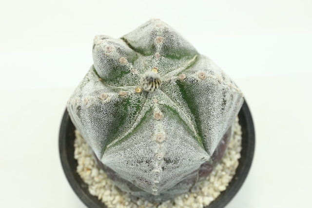 特大 古株 ランポー 鳳凰玉 ランポー玉 古株type 実生 A2317☆アストロ