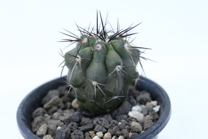 ブリトゲシー 実生 A2639☆コピアポア サボテン☆浦部陽向園