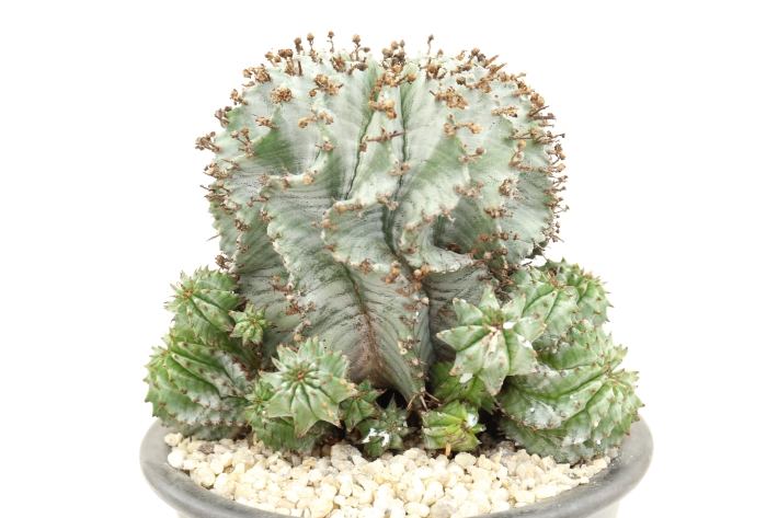 ゲンコツホリダ（群生type）実生 A2995☆ユーフォルビア 多肉植物