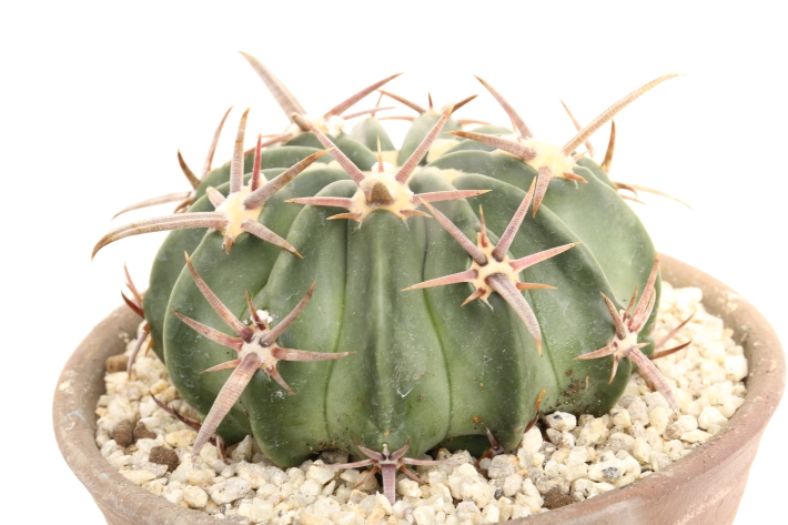 太平丸 実生 A3002☆エキノカクタス サボテン☆「送料無料」浦部陽向園