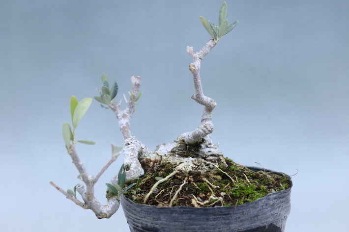 姫オリーブ A3057☆ヒメオリーブ 花物実物 小品盆栽☆「送料無料」浦部