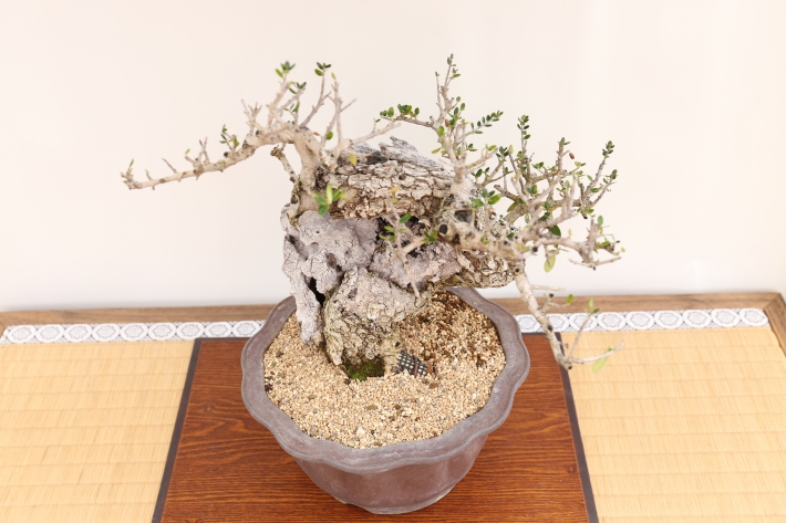 姫オリーブ A3174☆オリーブ 花物実物 貴風盆栽☆「送料無料」浦部陽向園