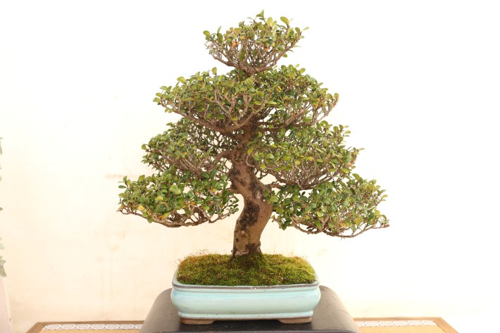 送料無料】ヒサカキ 沖縄 中品盆栽 A3823｜盆栽 花物実物｜浦部陽向園