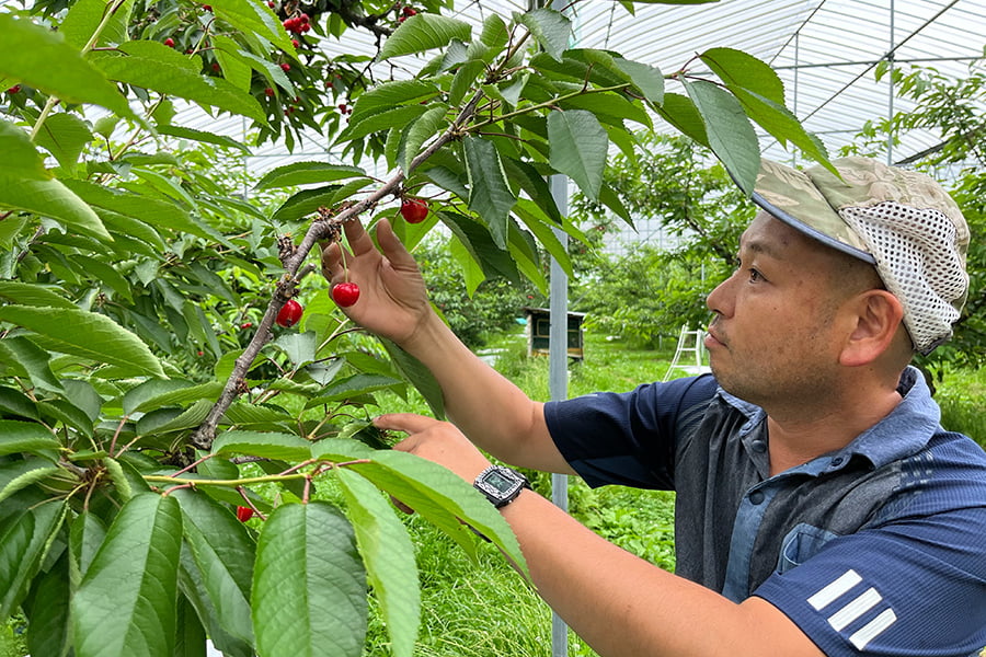 大粒芳醇さくらんぼ紅秀峰1kgバラ詰3Lサイズ以上