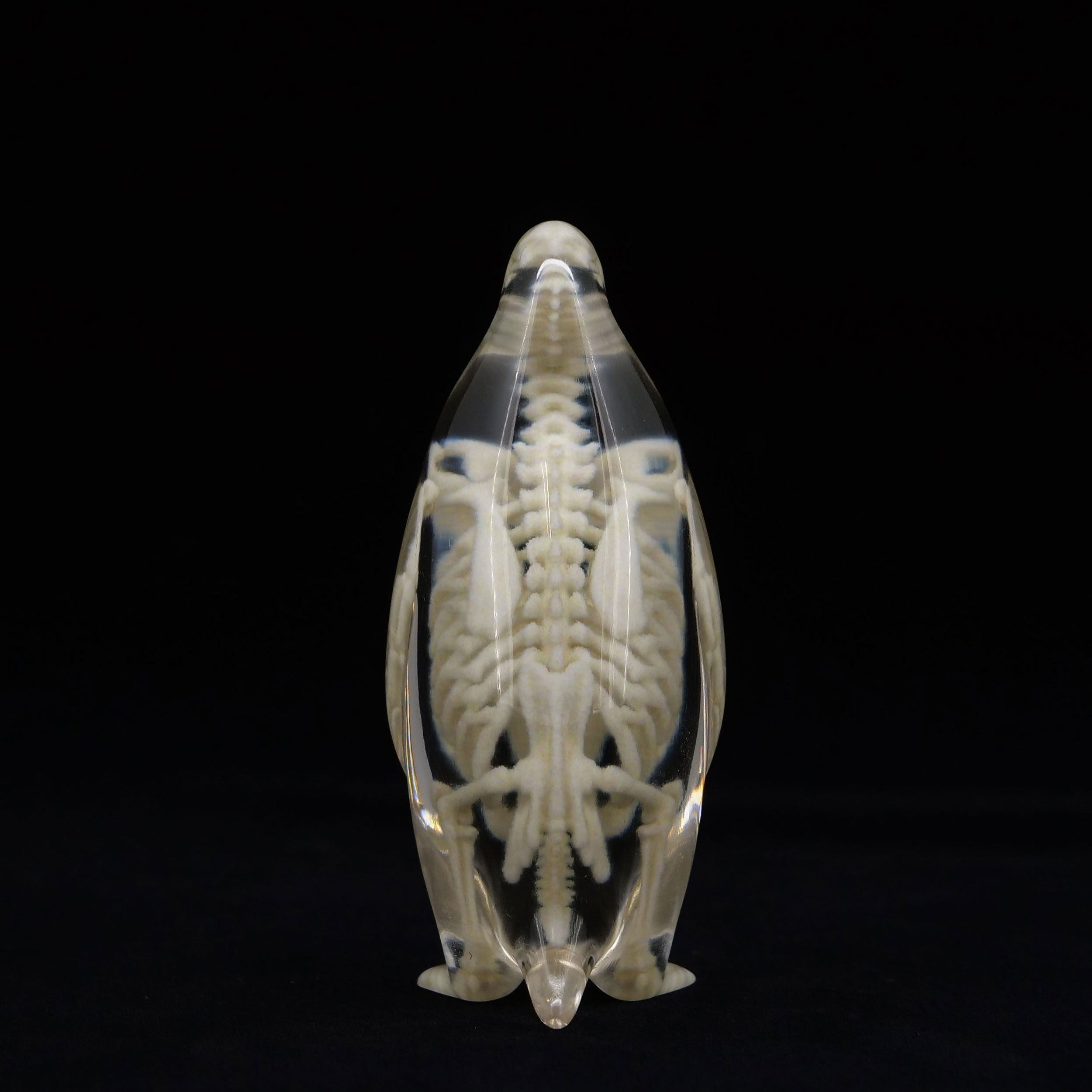 玉骨標本 コウテイペンギン Sサイズ 半完成品(研磨なし) – 合同会社