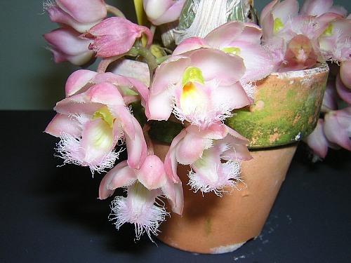 カタセタム（カタセツム）とは｜ヤサシイエンゲイ