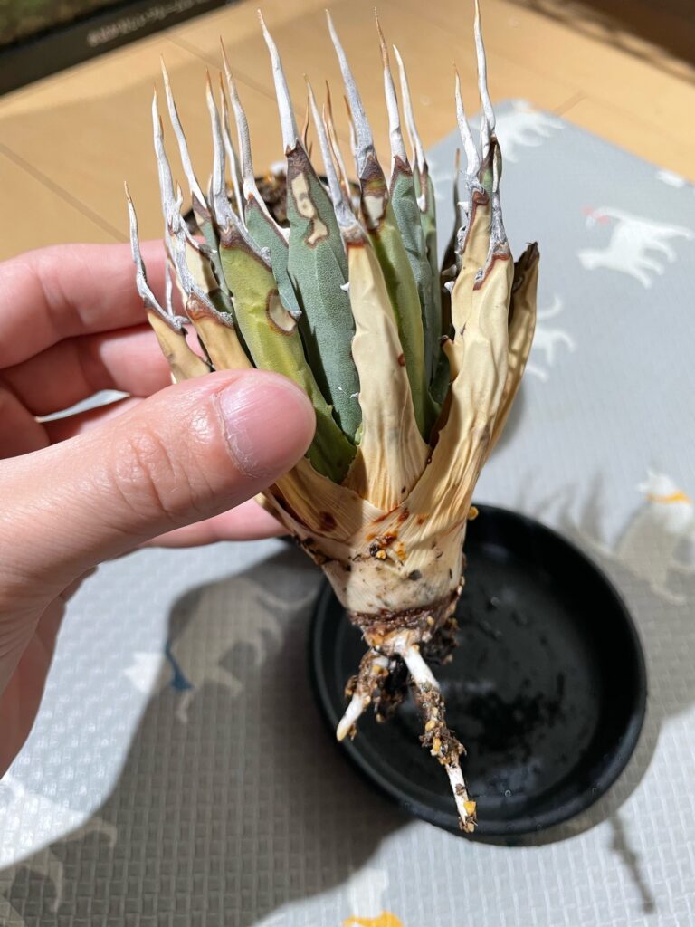 ユタエンシス・エボリスピナ発根管理‐おーきっどblog