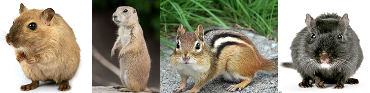 げっ歯類・ウサギ・フェレットのX線アトラス ウサギの不正咬合X線診断