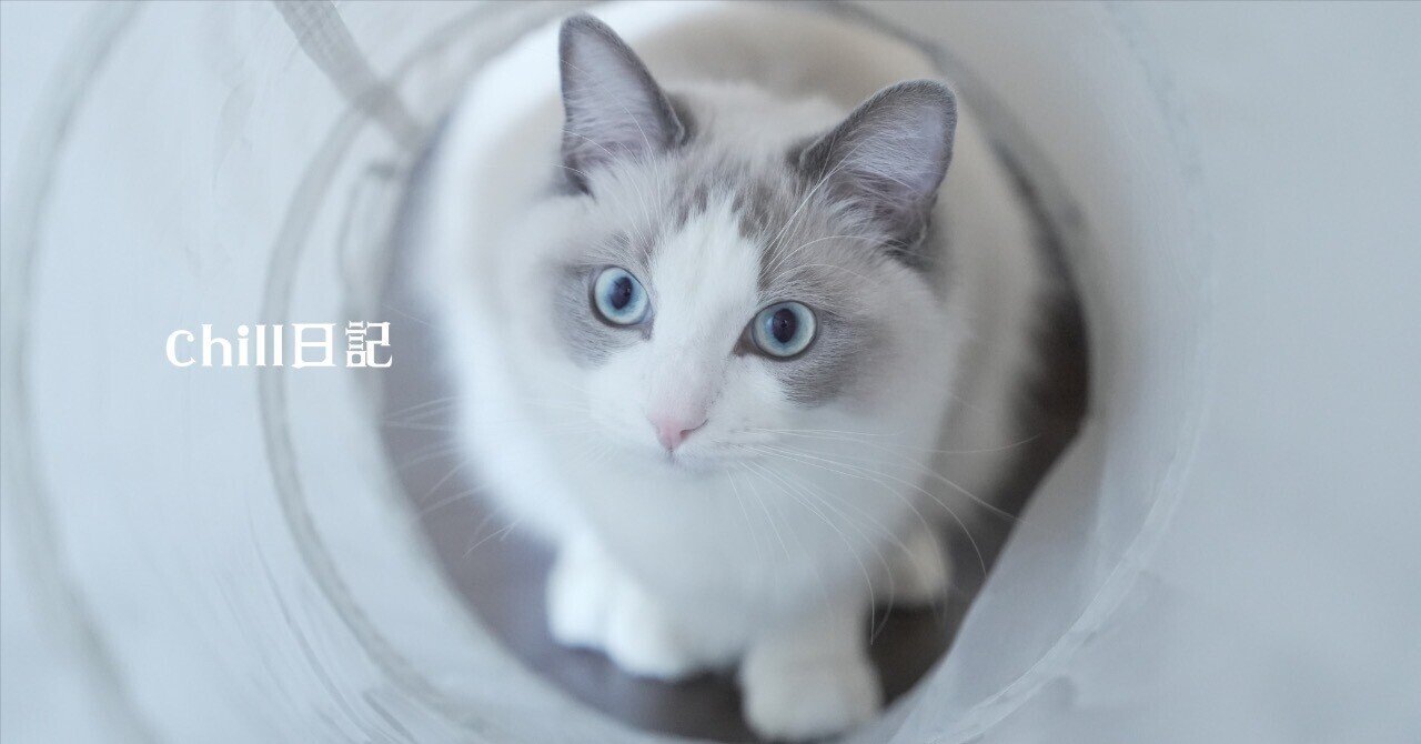 猫のゴロゴロは25Hz。｜visage スゲノヨシノリ＠hybrid photographer