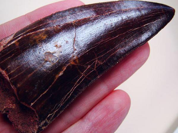 化石ギャラリー｜カルカロドントサウルスの歯