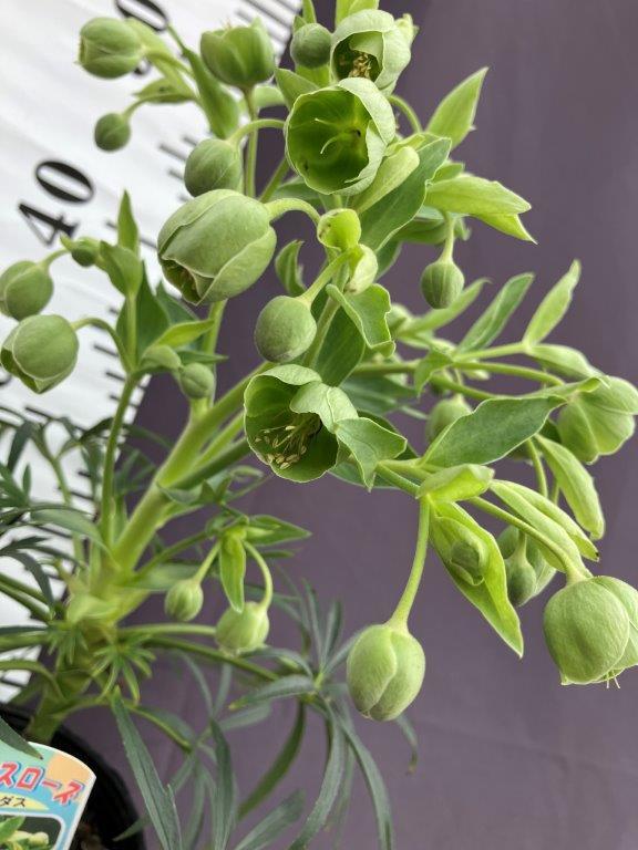 クリスマスローズ フェチダス | 日本ライン花木センター