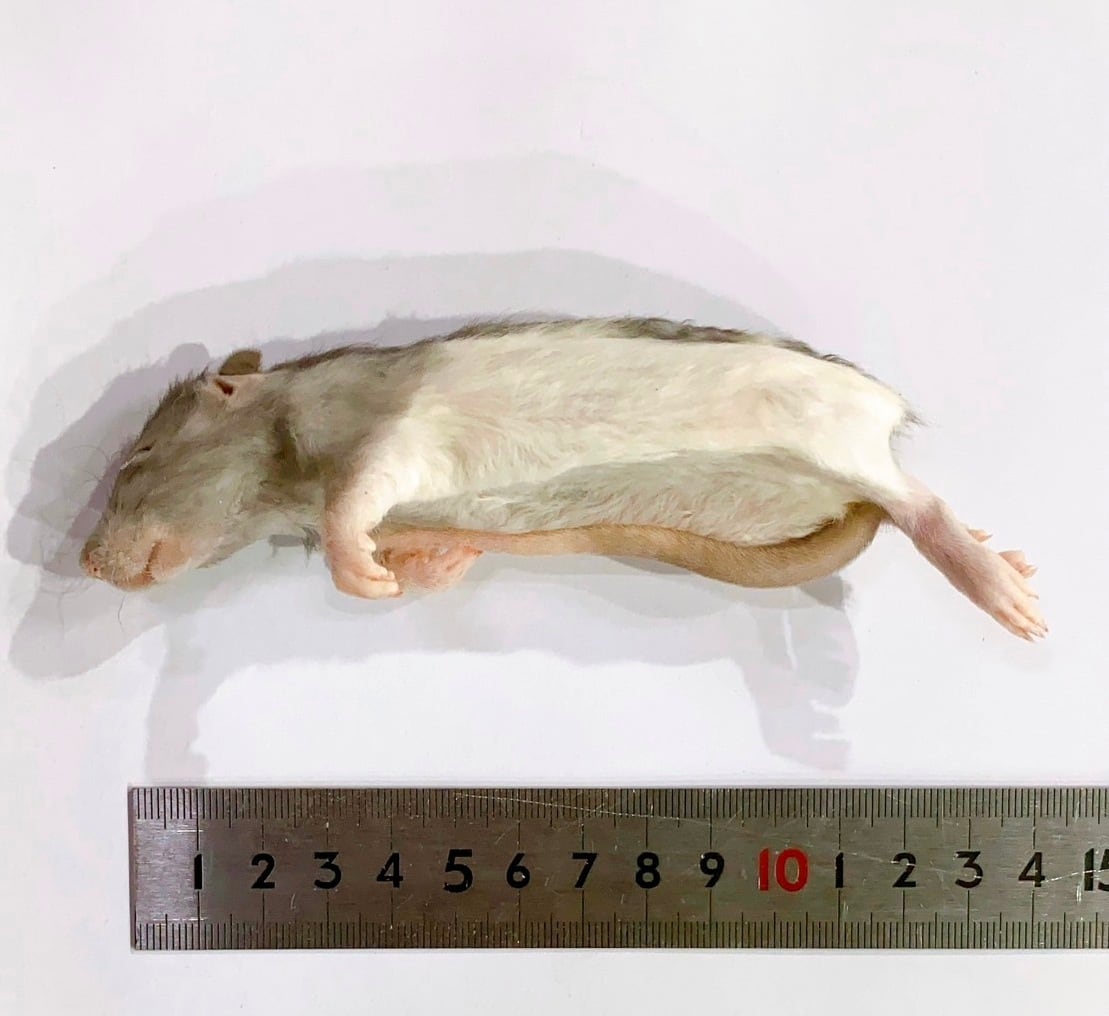 冷凍ラットS M15ヤワゲ M 3M L7 L 8 冷凍ラットS M15ヤワゲ M 3M L7 L 8